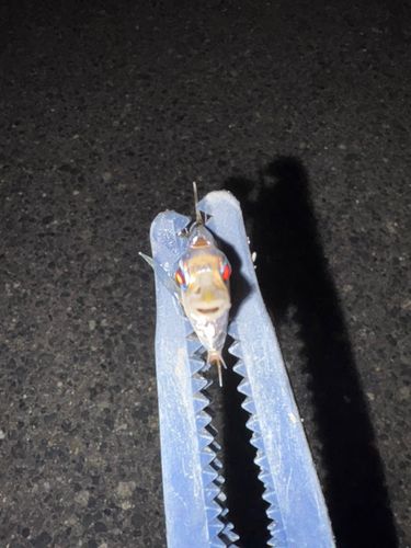ヒイラギの釣果