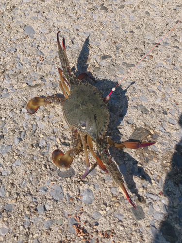 カニの釣果