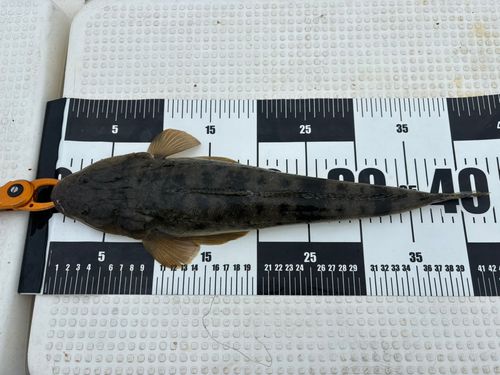 マゴチの釣果