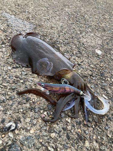 アオリイカの釣果