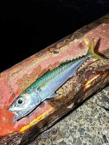 サバの釣果