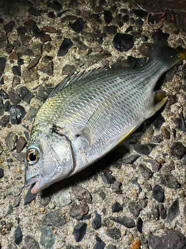 キビレの釣果