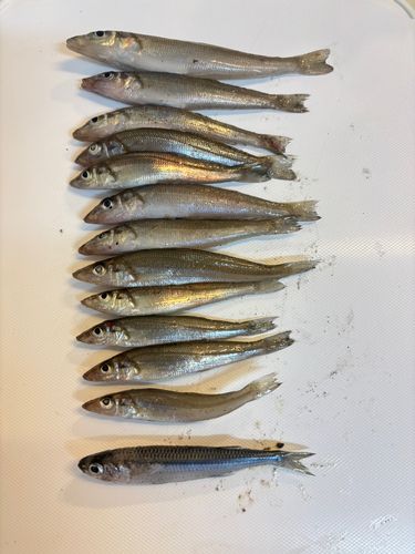 キスの釣果