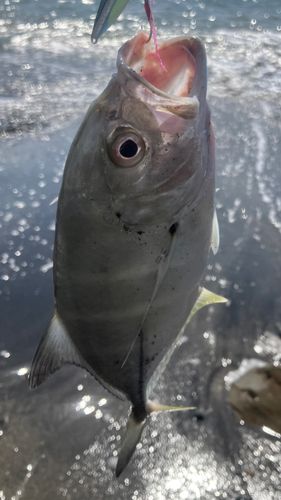 メッキの釣果