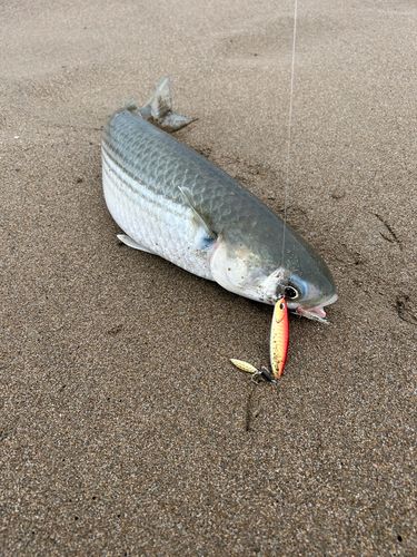ボラの釣果