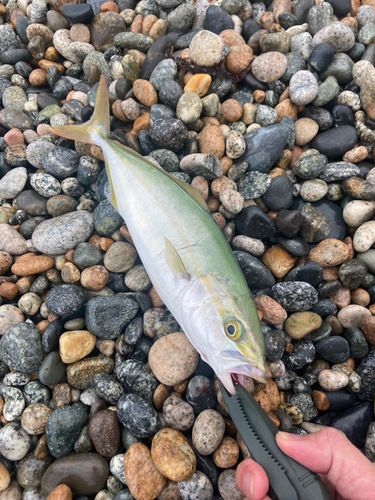 ツバイソの釣果