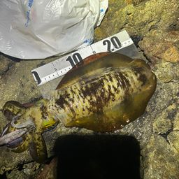 アオリイカ