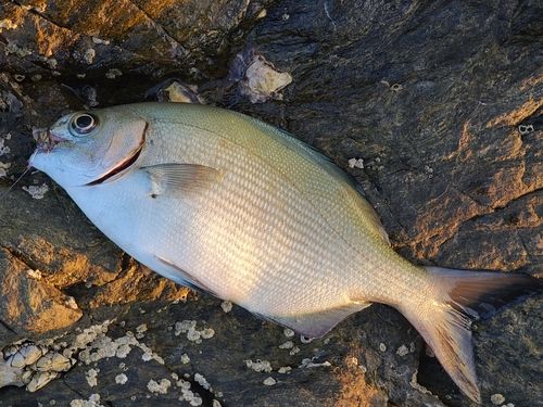 イスズミの釣果
