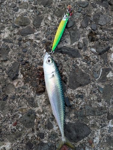 サバの釣果