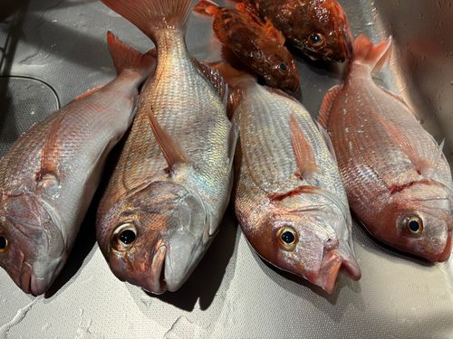 マダイの釣果