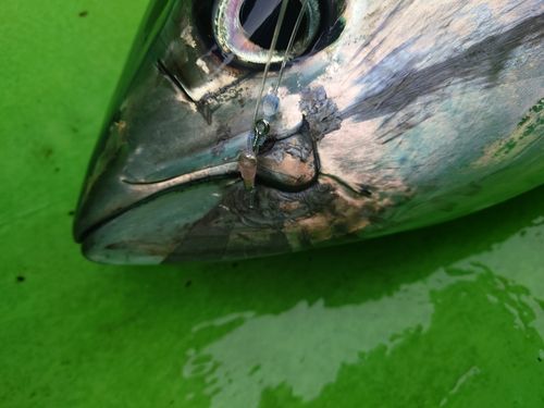 キハダマグロの釣果