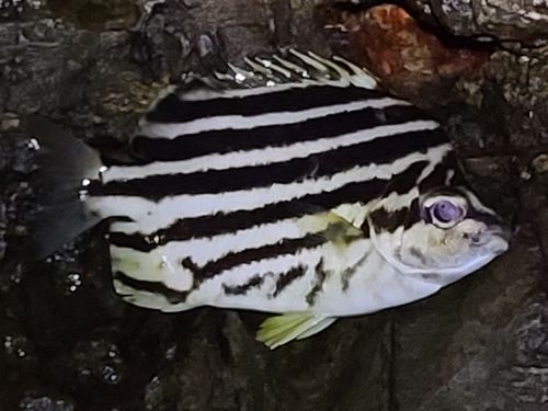 カゴカキダイの釣果