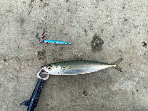 サバの釣果