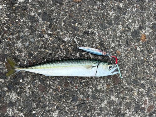 サバの釣果
