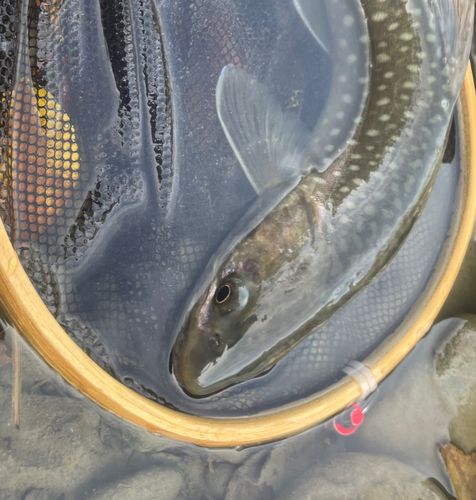 アメマスの釣果
