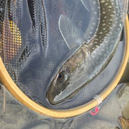 アメマス