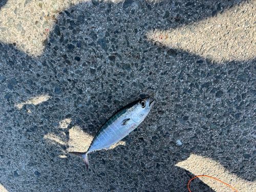 ヨコワの釣果
