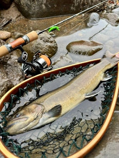 イワナの釣果