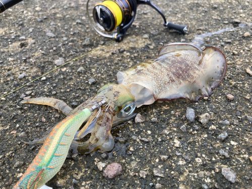 アオリイカの釣果