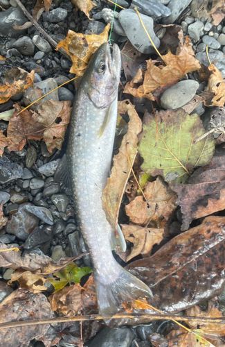 アメマスの釣果