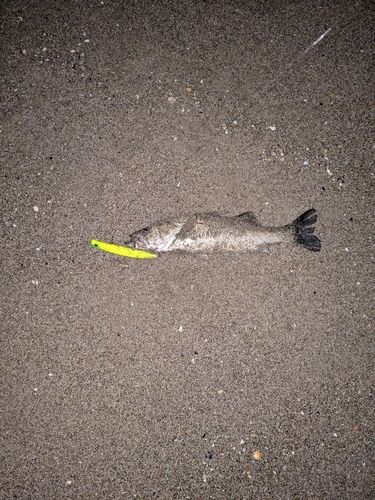 セッパ（マルスズキ）の釣果
