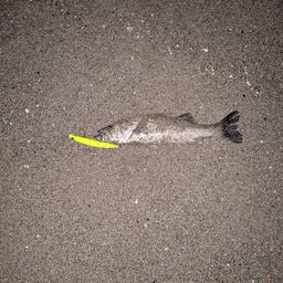 セッパ（マルスズキ）