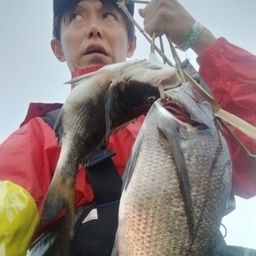 クロダイ