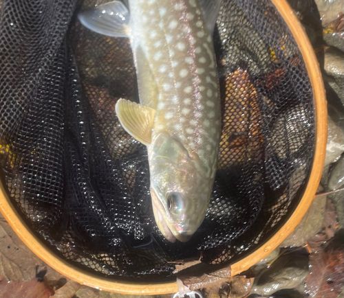 アメマスの釣果