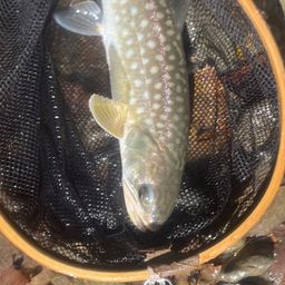 アメマス