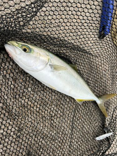 ツバイソの釣果