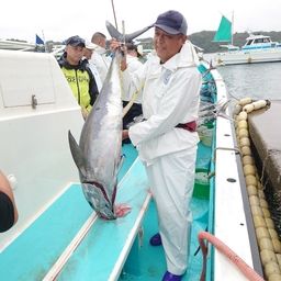 キハダマグロ