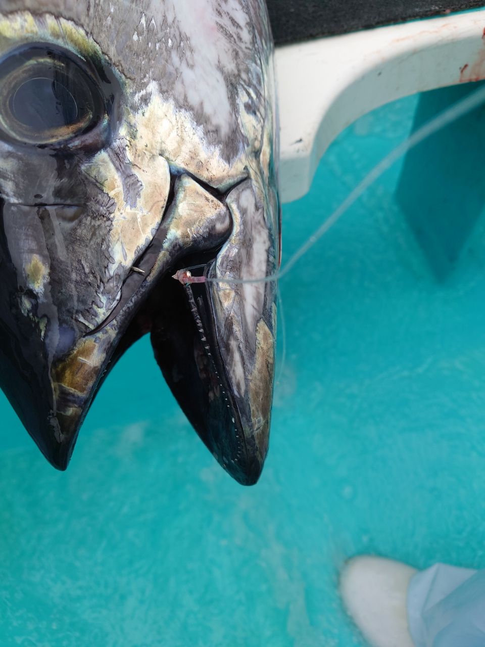 HIDECKEYさんの釣果 2枚目の画像