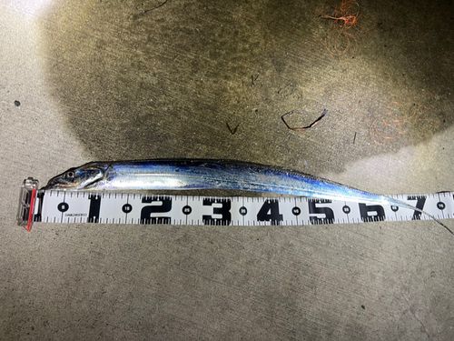 タチウオの釣果