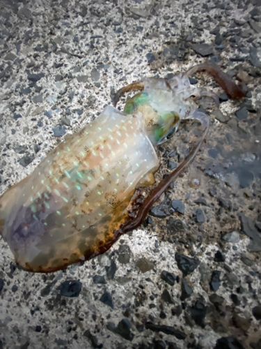 アオリイカの釣果