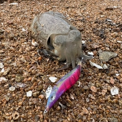 コウイカの釣果
