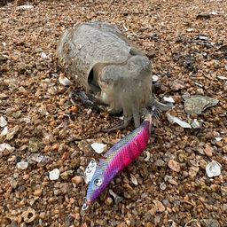 コウイカ
