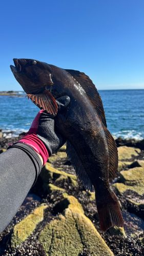 アイナメの釣果