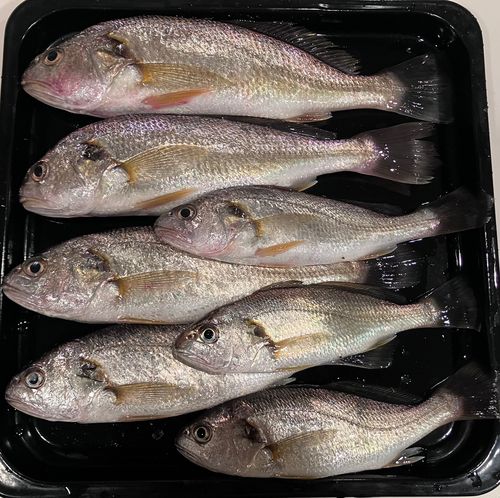 イシモチの釣果