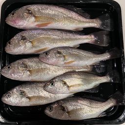イシモチ