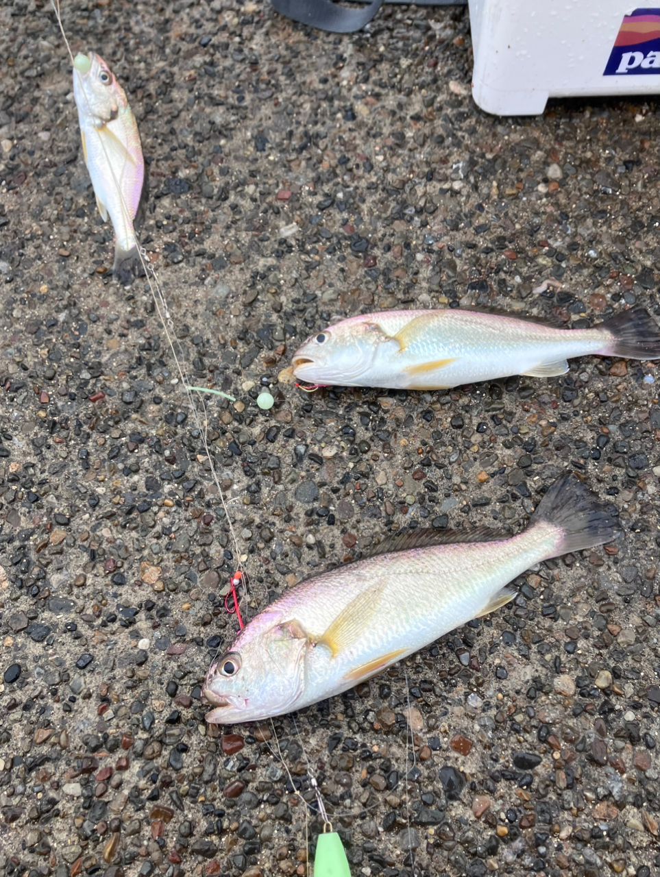 イシモチ