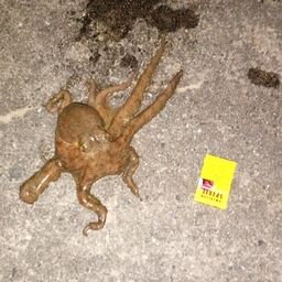 タコ