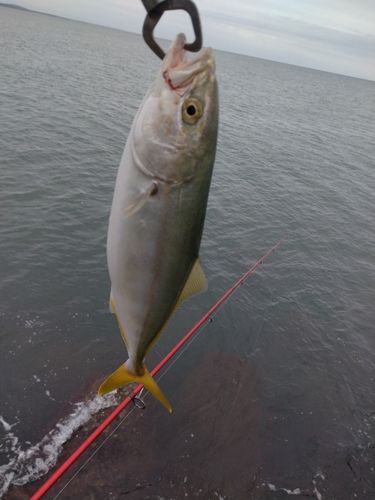 ツバイソの釣果