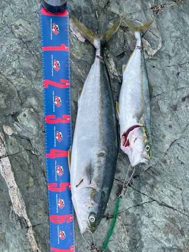 ハマチの釣果
