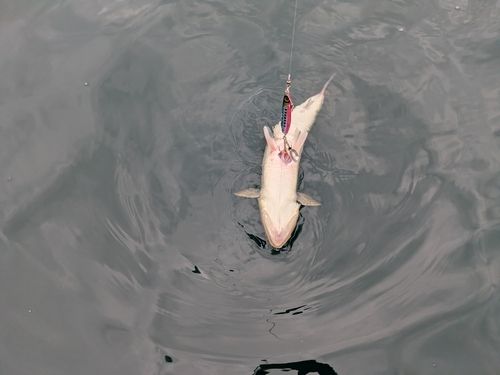 エソの釣果