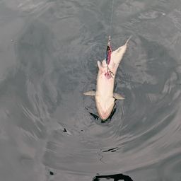 エソ