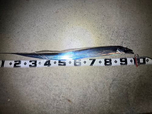 タチウオの釣果