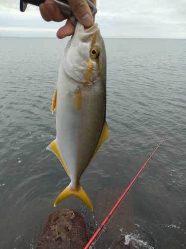 カンパチの釣果