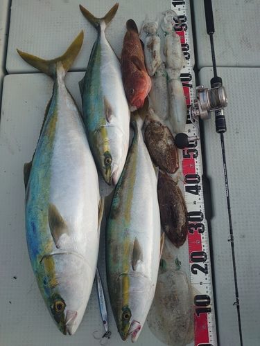 ブリの釣果