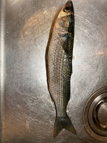 ボラの釣果