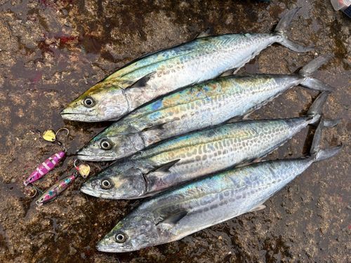 サゴシの釣果